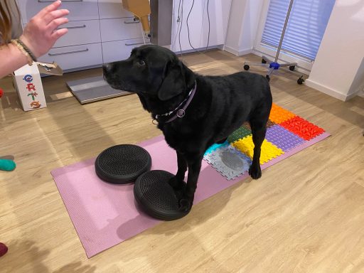 Physiotherapie